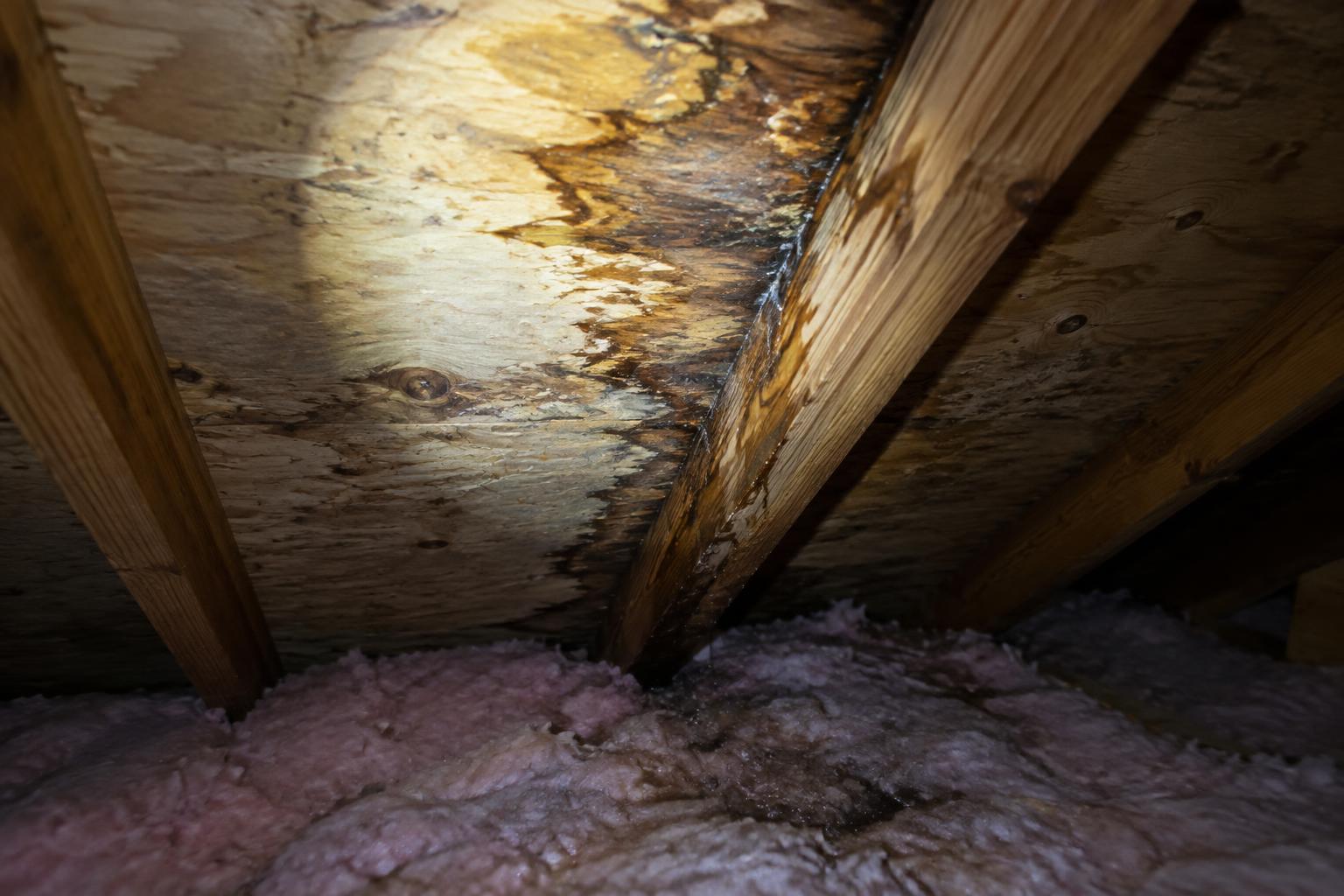 Water-stained roof deck and wet insulation in an attic, showing a leak path along a rafter